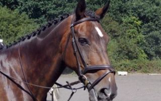 Saturday 5 August - Plaiting & Show Preparation Workshop