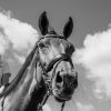 Sat 20 Sept - Join Carol and Birdie in the Sand Arena