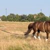 Sat 18 July - Lungeing and pole work demo