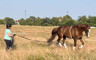Sat 15 Aug - Lungeing and pole work demo