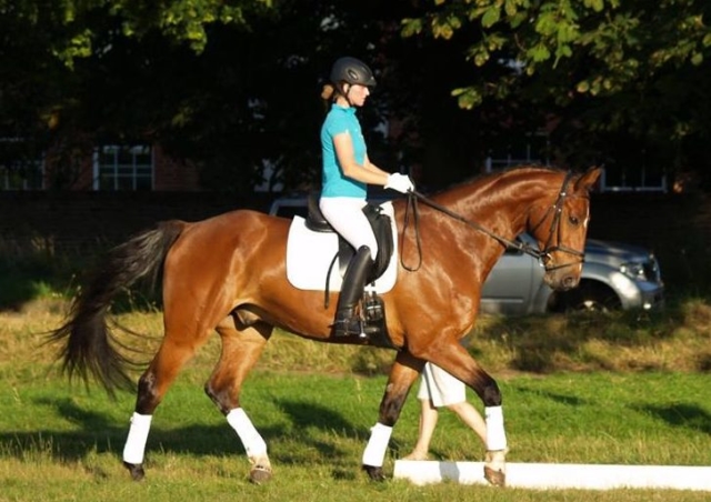 Ludo showing his moves at a dressage demonstration