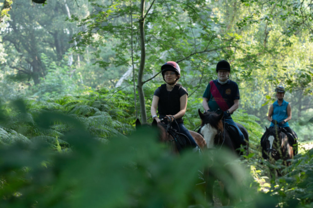 Beautiful woodland rides at Wimbledon Village Stables