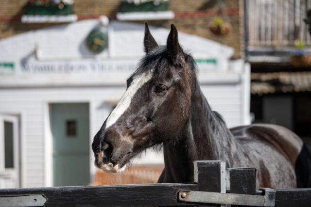 BERTIE