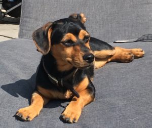 Frodo Waggins