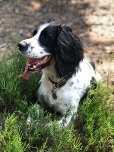 Banjo